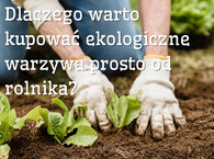 Dlaczego warto kupować ekologiczne warzywa prosto od rolnika?
