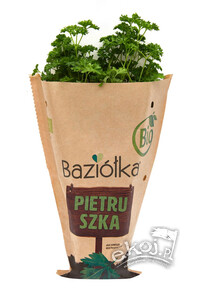 Natka pietruszki w doniczce BIO 1szt. Baziółka