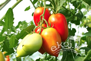 Pomidory podłużne Cornabel BIO 1 kg