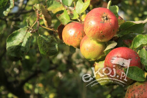 Jabłka EKO na sok 5 kg Tupaj