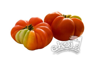 Pomidory czerwone Rebellion BIO ok. 500g Import