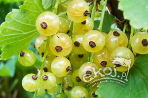 Biała porzeczka BIO 250g