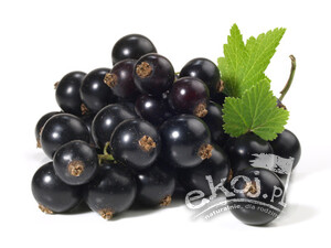 Czarna porzeczka BIO ok. 250g