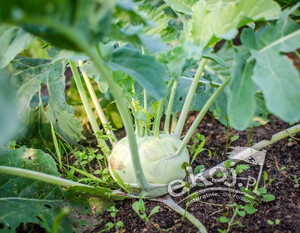 Kalarepa BIO 1 szt. Gospodarstwo Kwiatkowscy
