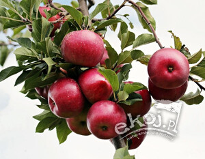 Jabłka Malinowa Oberlandzka BIO 1kg