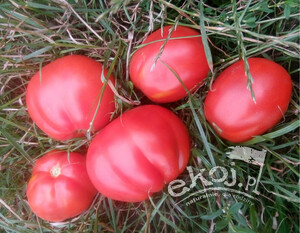 Pomidory czerwone Corazon BIO 500g Gospodarstwo Kwiatkowscy