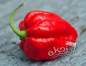 Papryka bardzo ostra BIO CAROLINA REAPER 1 szt. Gospodarstwo Dobrodziej