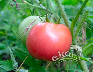Pomidory malinowe tunelowe BIO 500g Polska