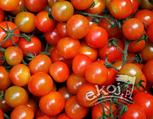 Pomidorki koktajlowe czerwone BIO 500g Gospodarstwo Kwiatkowscy