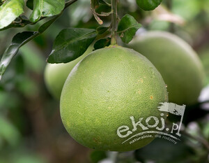 Pomelo BIO ok. 1kg Naranjas Che