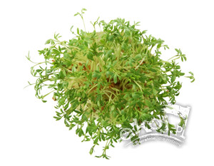 Rzeżucha świeża BIO 90g Import
