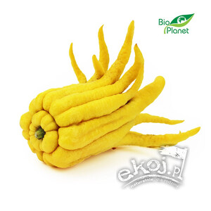 Ręka Buddy cytron palczasty świeży BIO 1 szt.